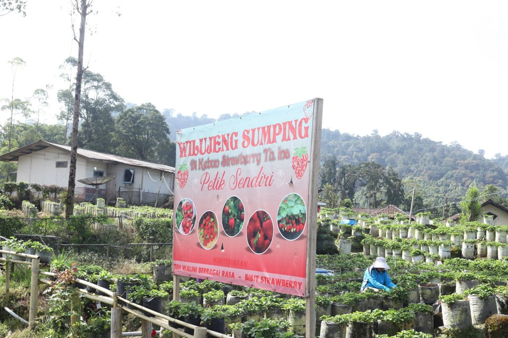 Paket Wisata Petik Strawberry – Kebun Strawberry Teh Ina